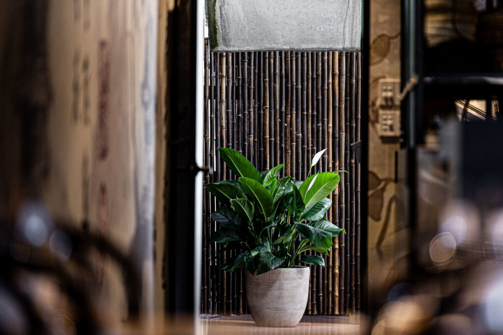 Liteco Projects Lotus Dumpling Bar Summer Hill 7