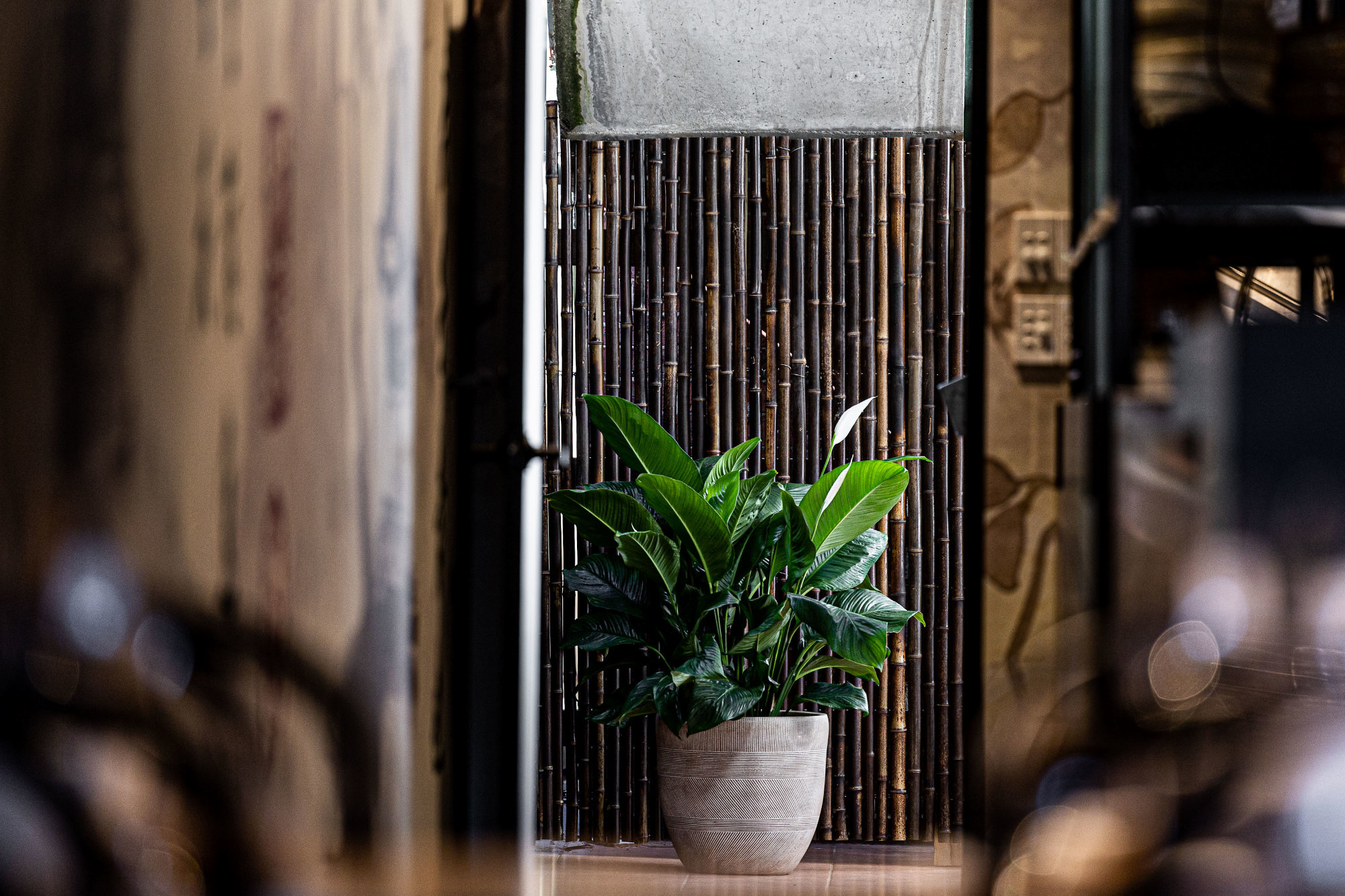 Liteco Projects Lotus Dumpling Bar Summer Hill 7